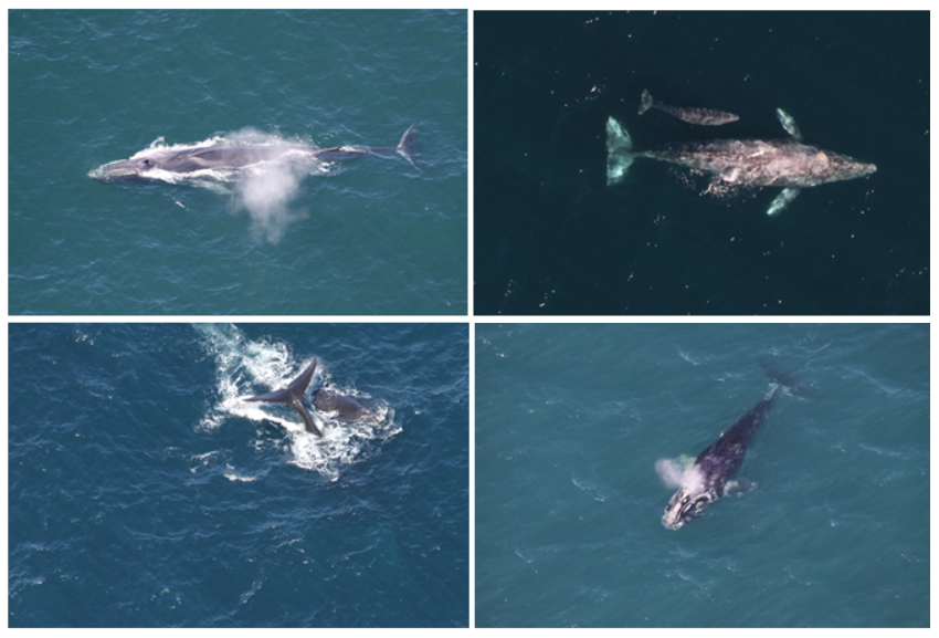 Sample images used to train the neural network. Obtained from the NOAA photo library