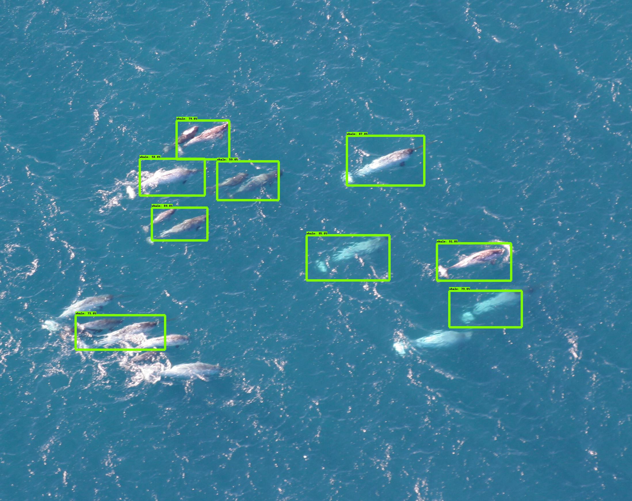 Aerial image used for testing the neural network, with whales detected.