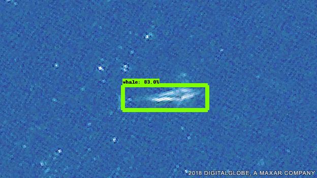 Satellite image used for testing the neural network, with a whale detected despite lower resolution.